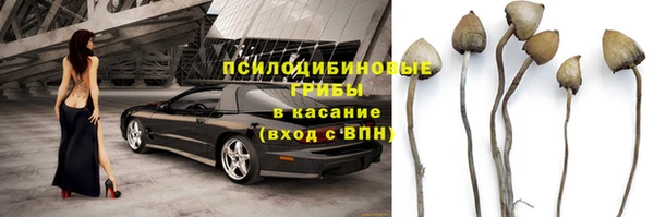 прущие грибы Вяземский